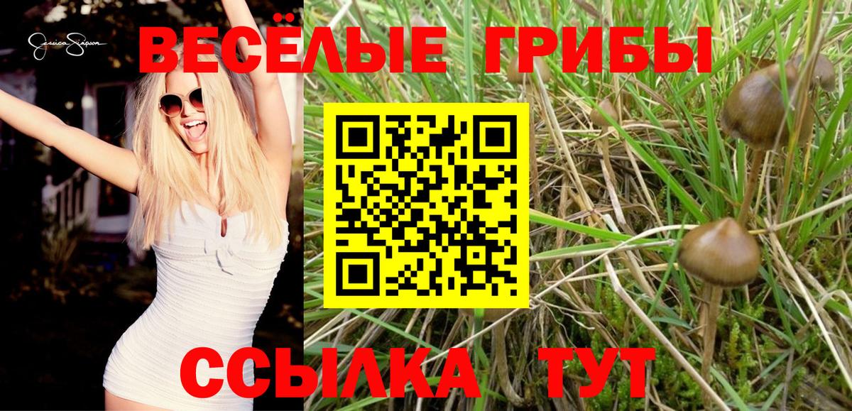Кингисепп  Псилоцибиновые грибы Cubensis  Вход с VPN 